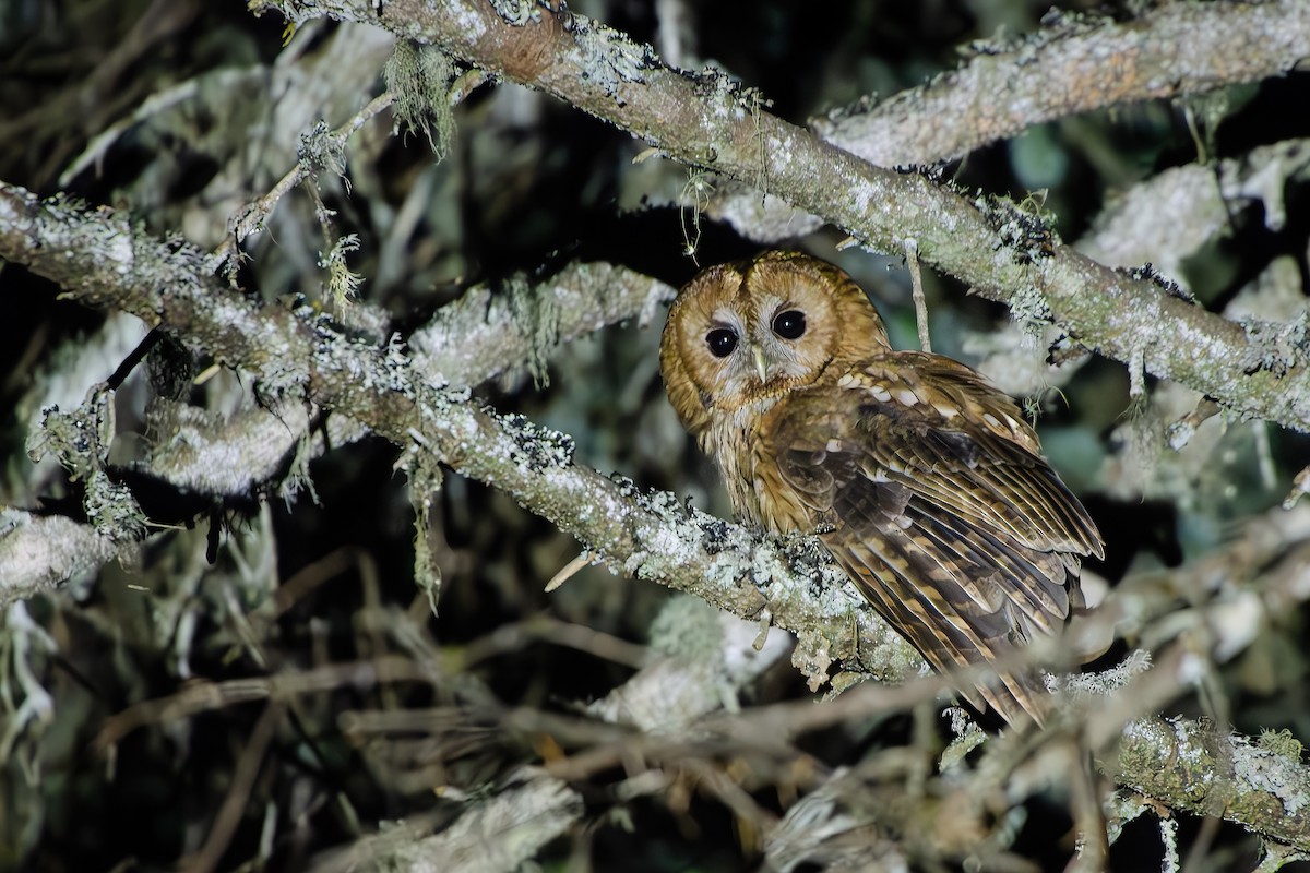 Tawny Owl - ML638599415