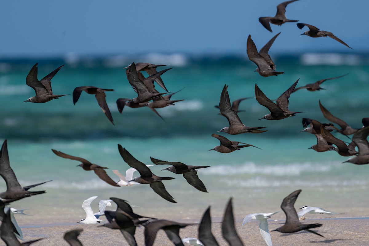 Brown Noddy - ML638599418
