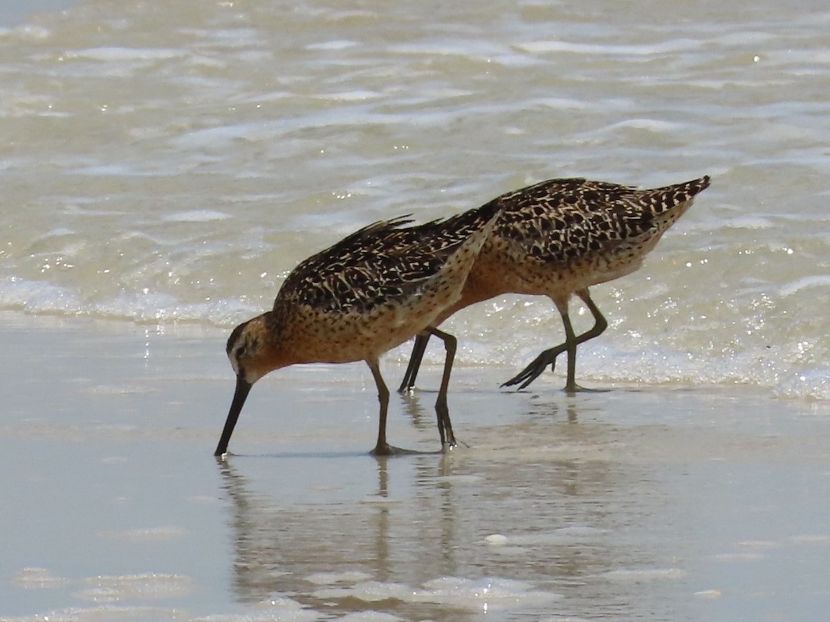 Short-billed Dowitcher - ML638599427