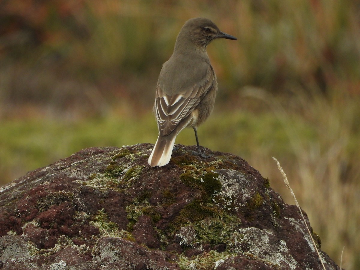 Black-billed Shrike-Tyrant - ML638599431