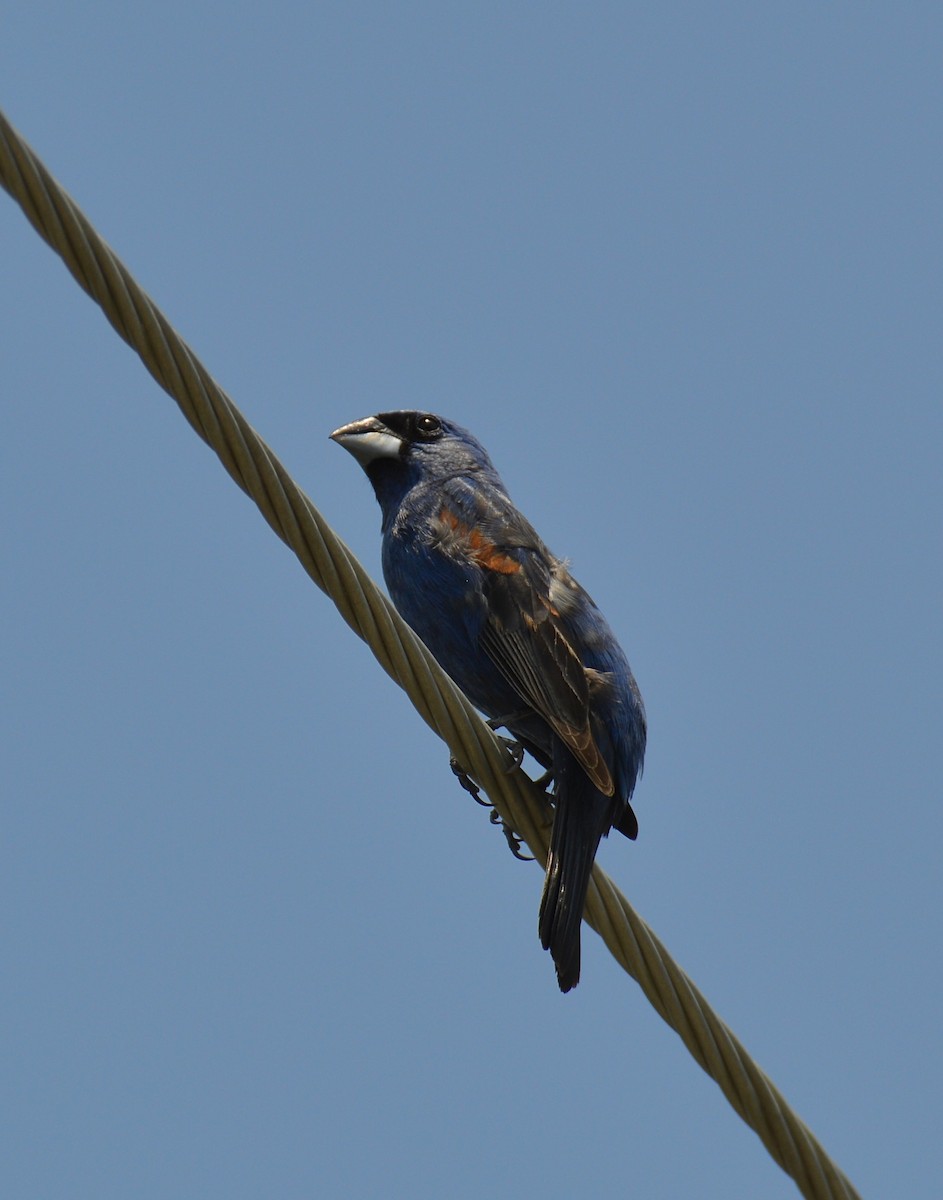 Blue Grosbeak - ML638599463