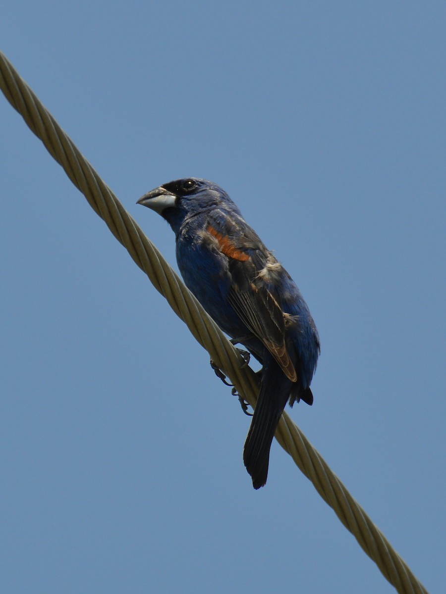 Blue Grosbeak - ML638599464