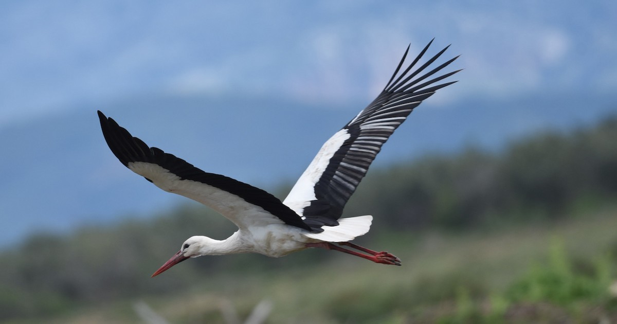 White Stork - ML638599465