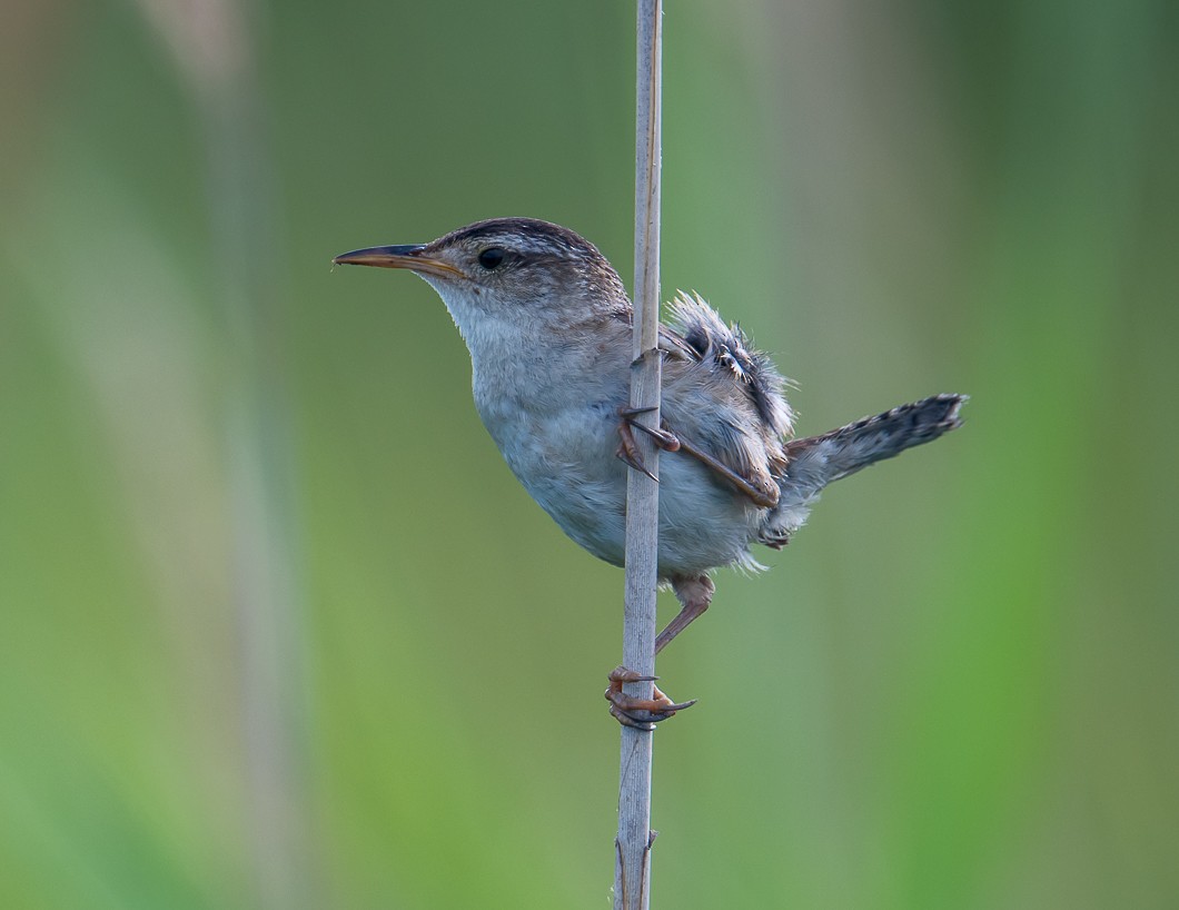 Marsh Wren - ML638599470