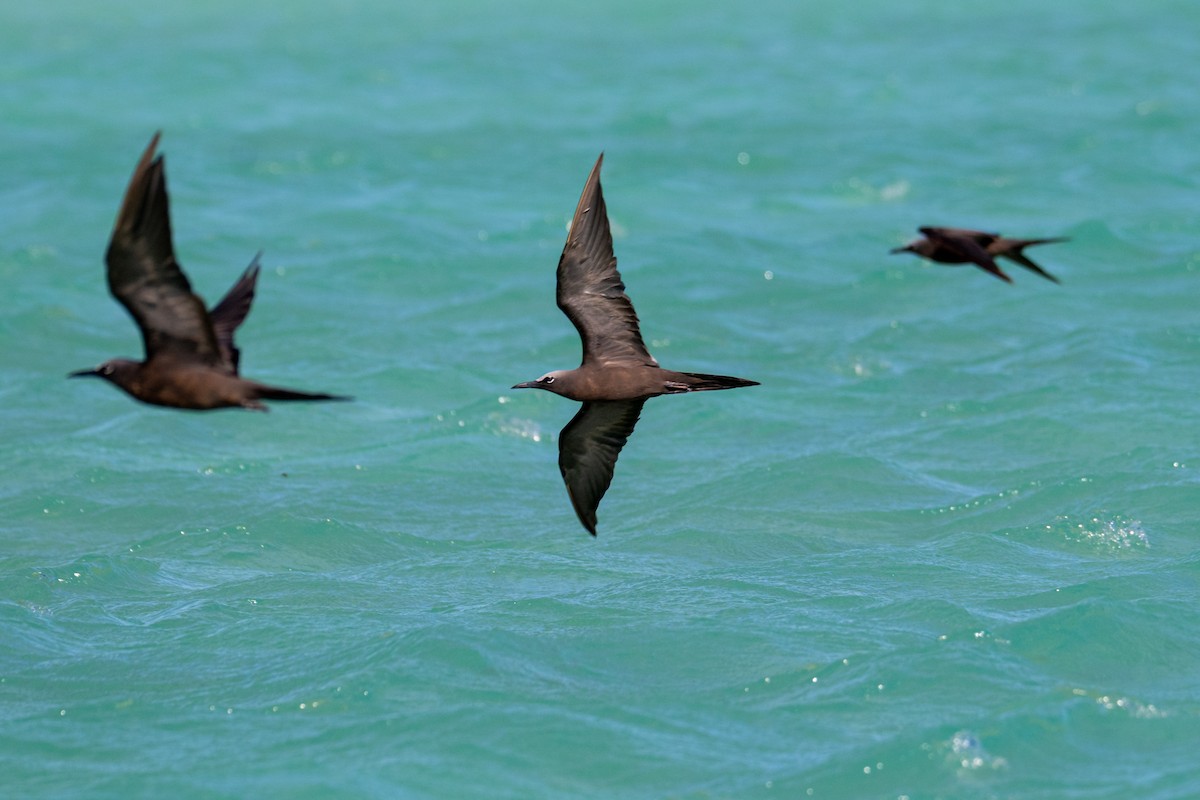 Brown Noddy - ML638599489