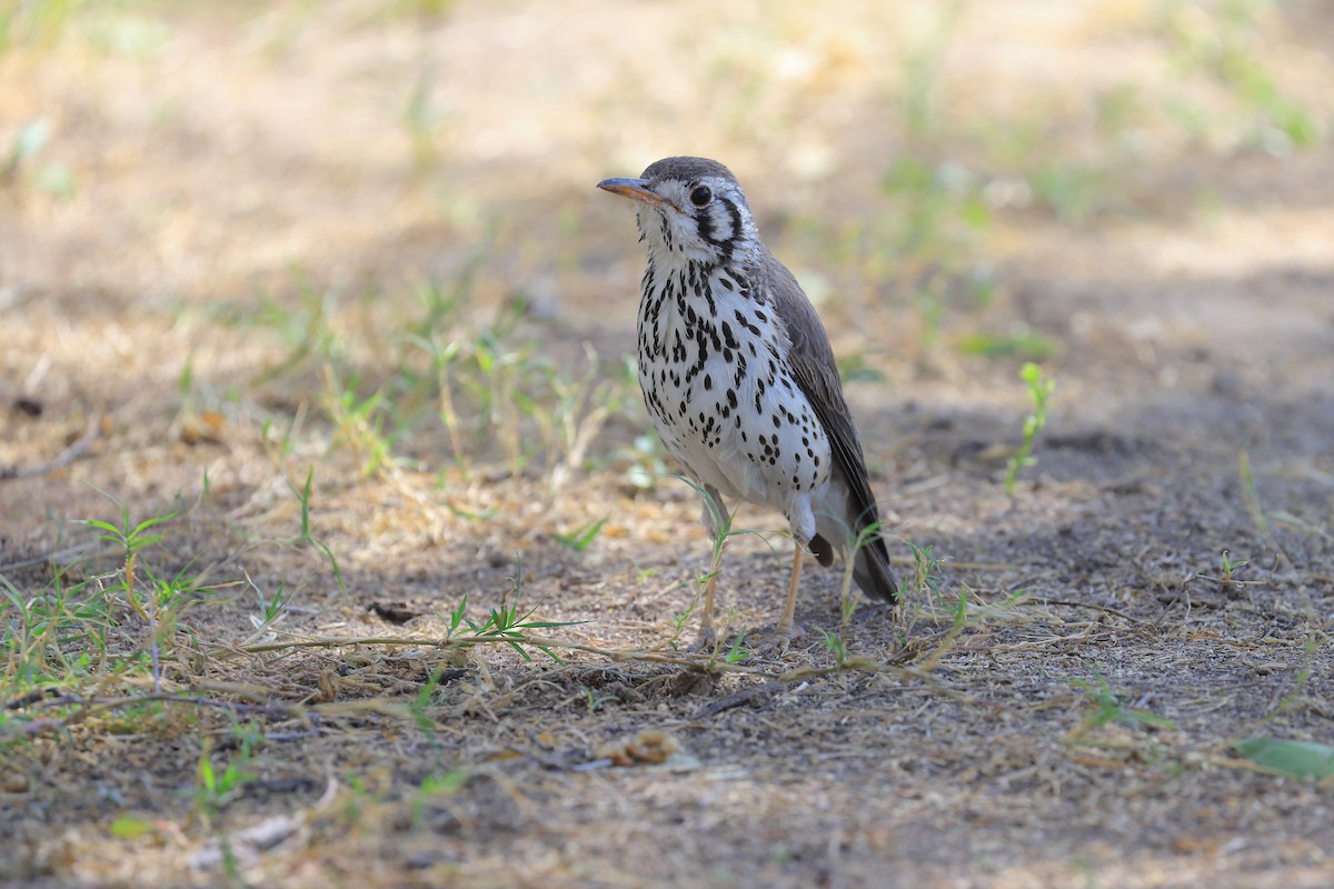 Groundscraper Thrush - ML638599513