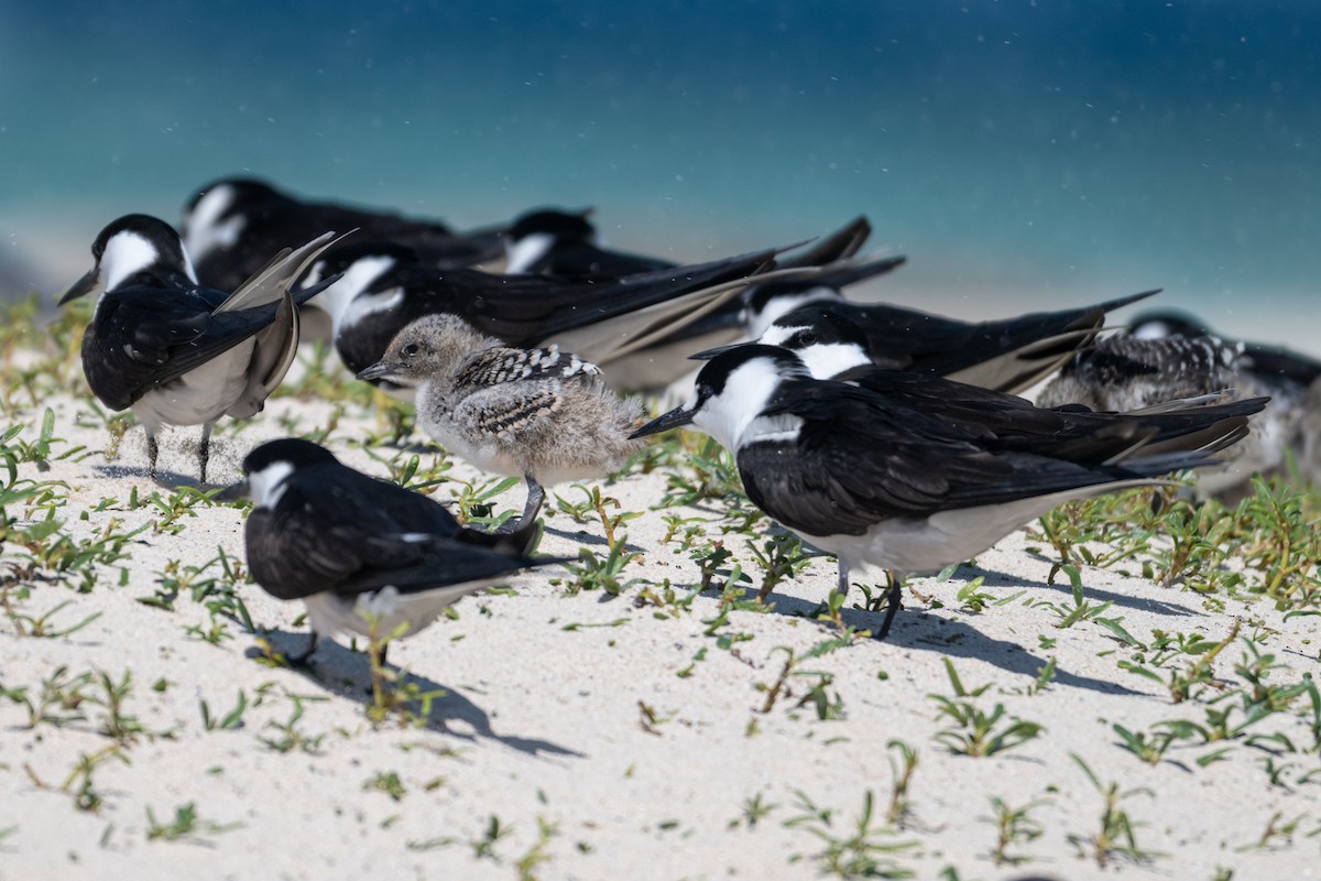 Sooty Tern - ML638599516