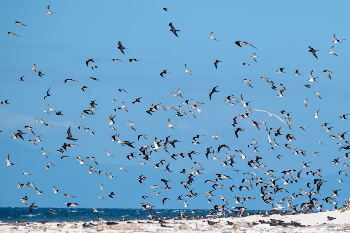 Sooty Tern - ML638599517