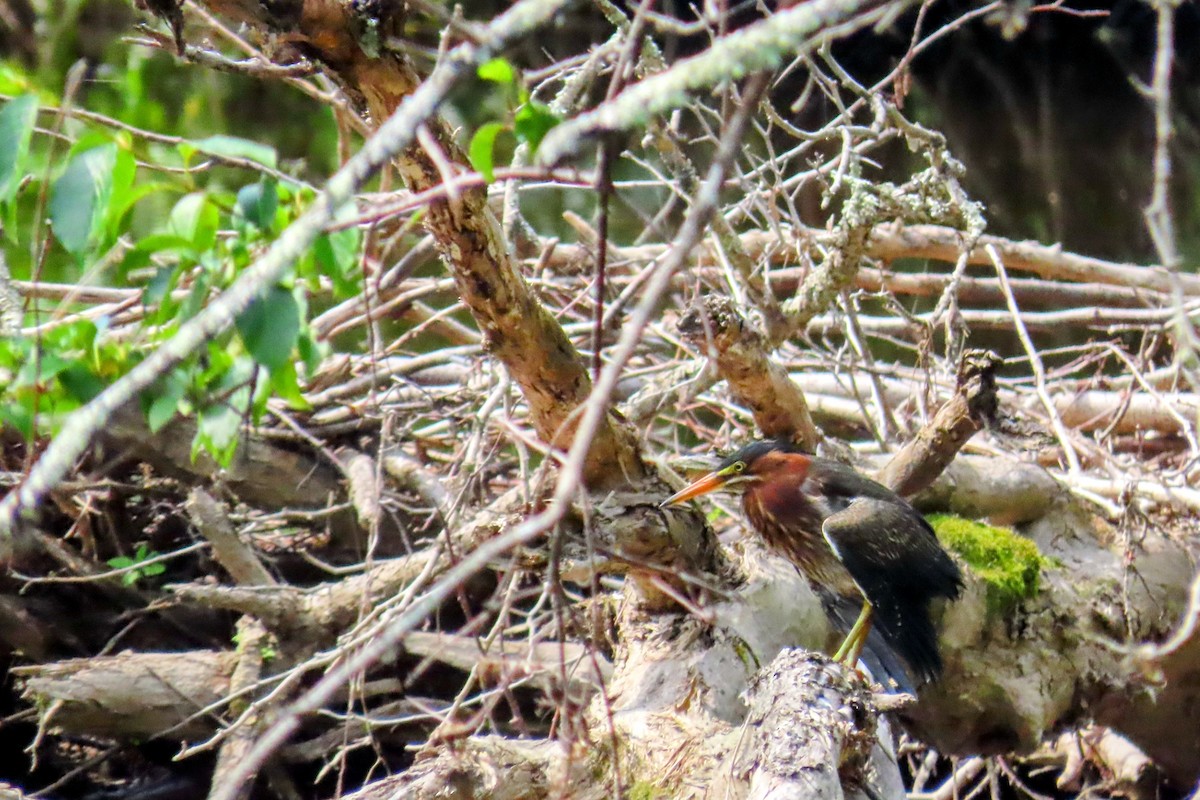 Green Heron - ML638599519