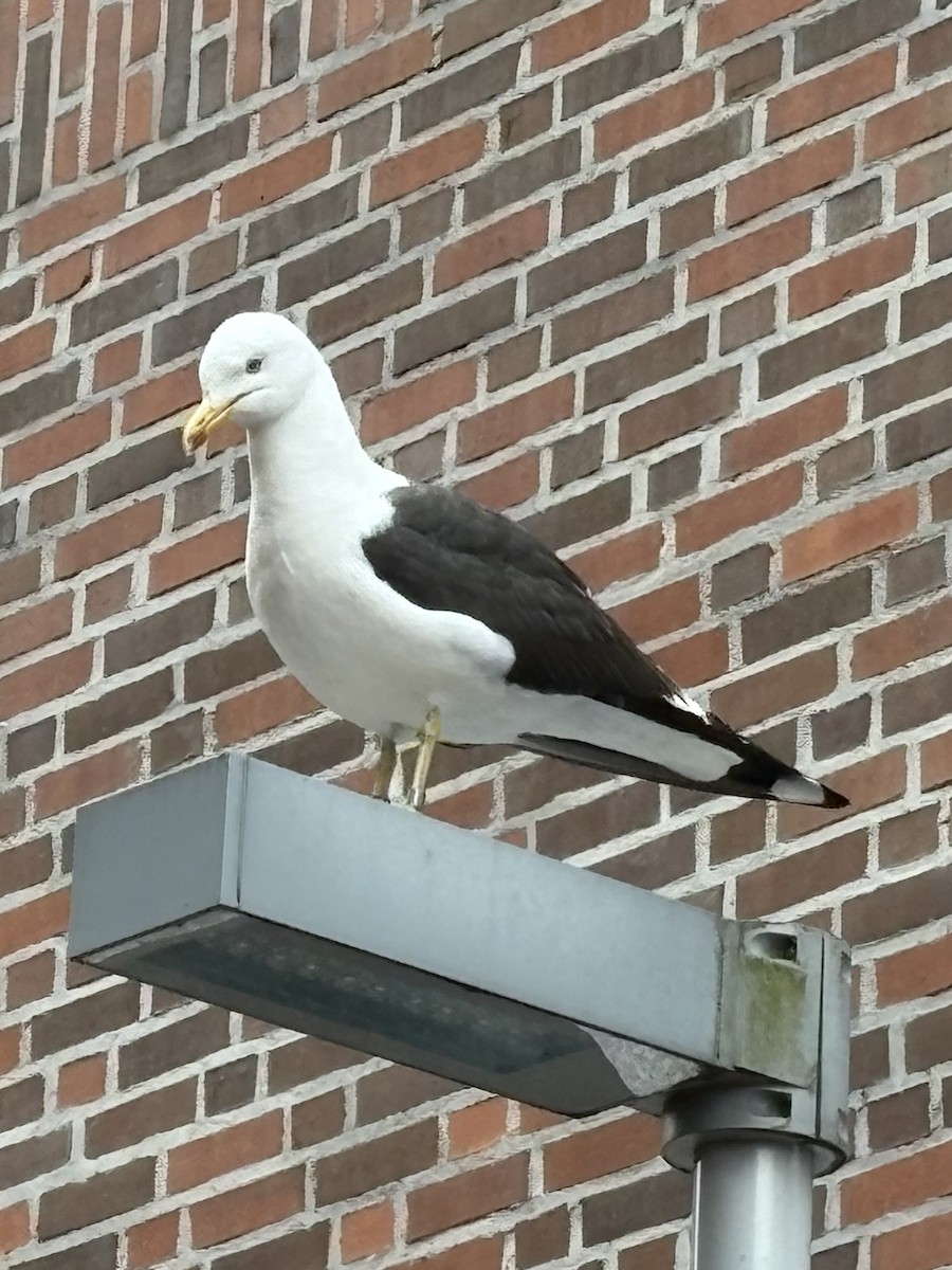 Lesser Black-backed Gull - ML638599534