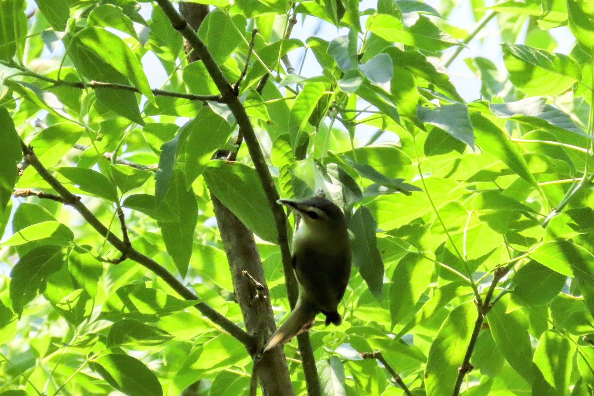 Red-eyed Vireo - ML638599546
