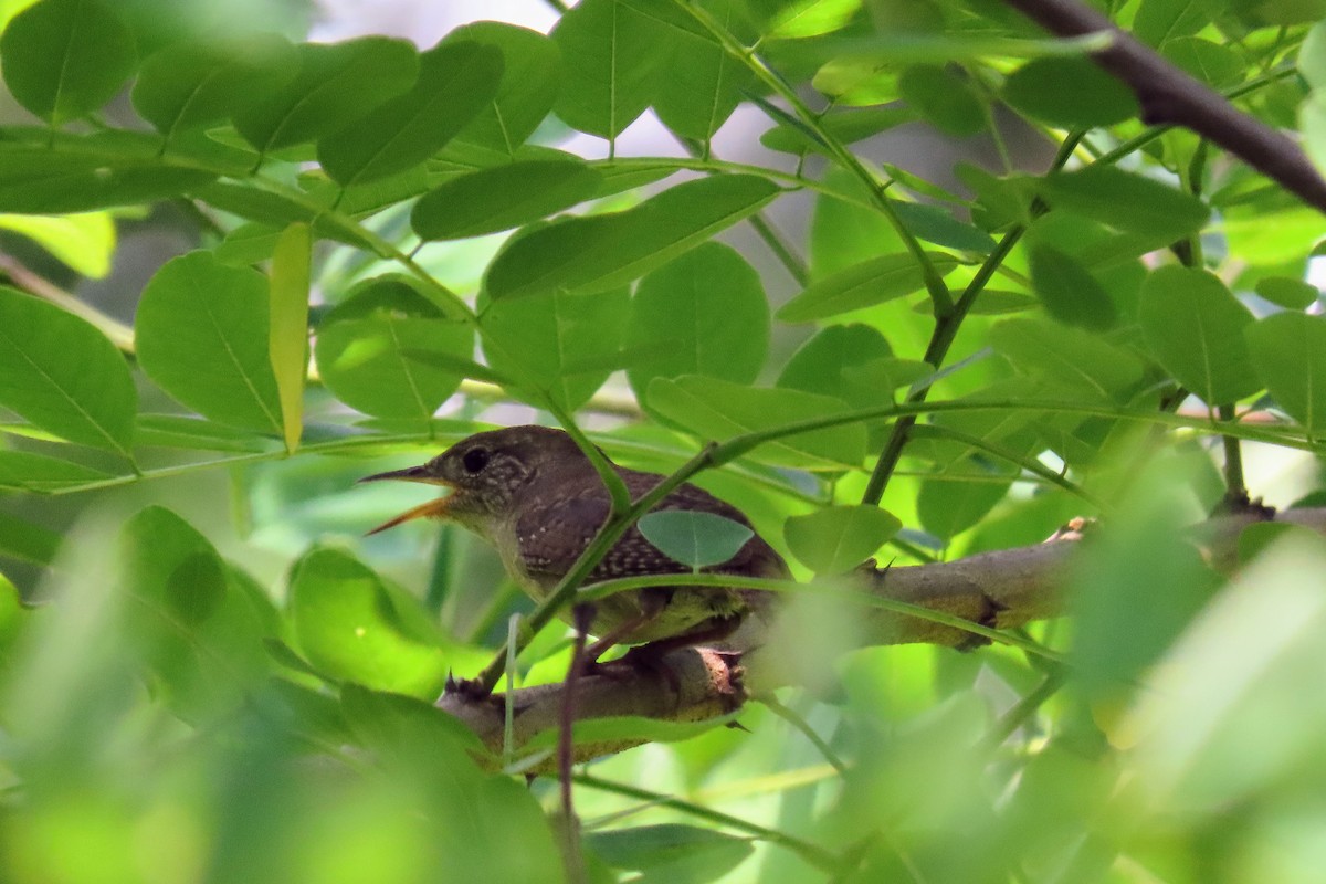 Northern House Wren - ML638599566