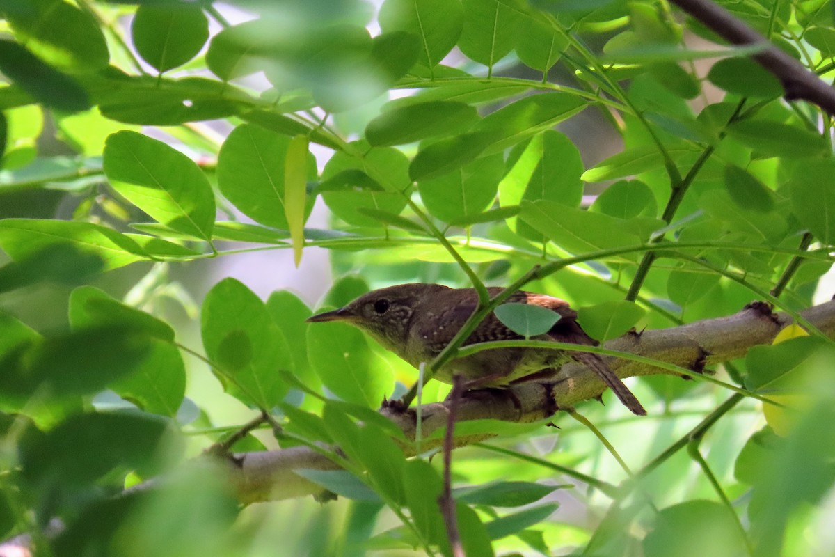 Northern House Wren - ML638599567