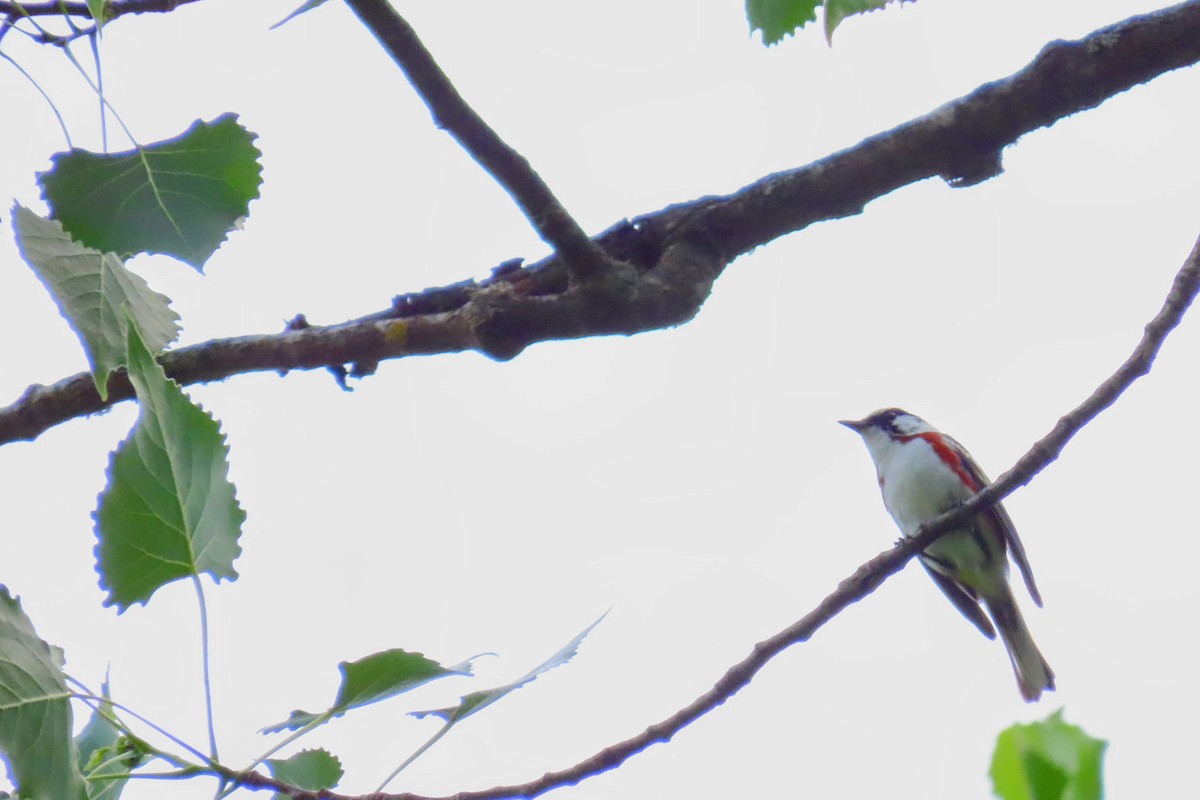 Chestnut-sided Warbler - ML638599593