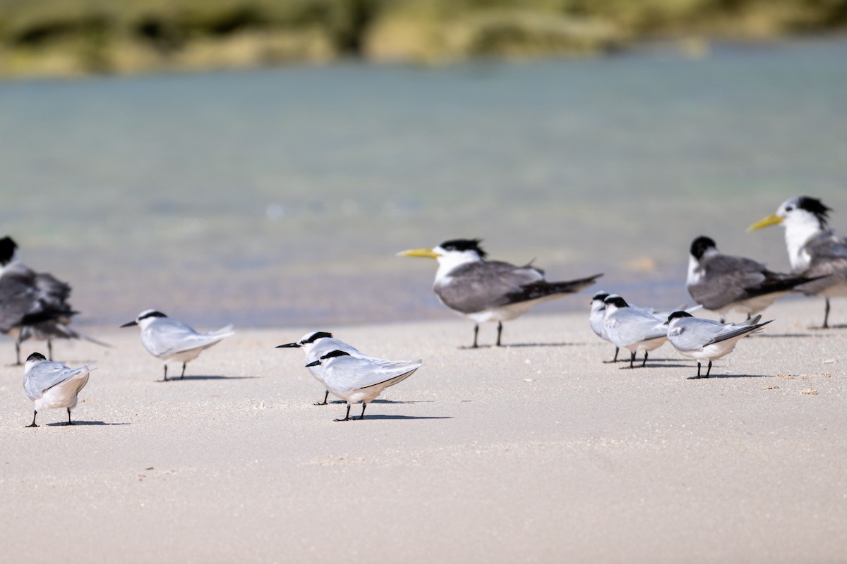 Black-naped Tern - ML638599615