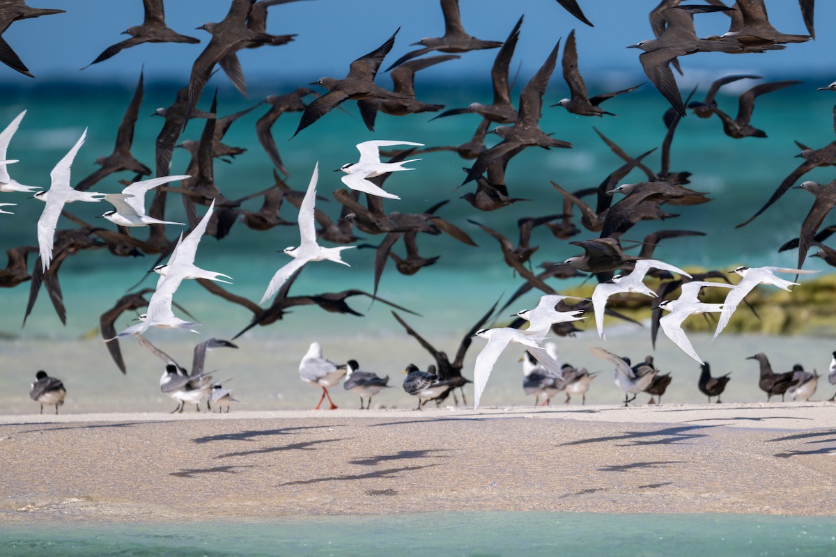 Black-naped Tern - ML638599616
