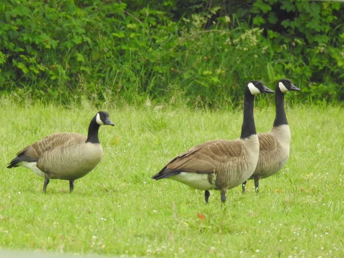 Canada Goose - ML638599634