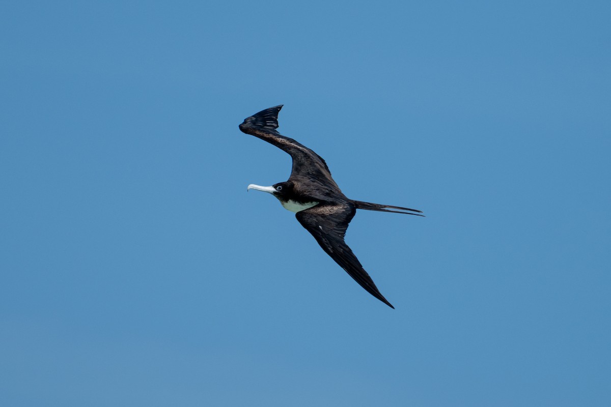 Great Frigatebird - ML638599638