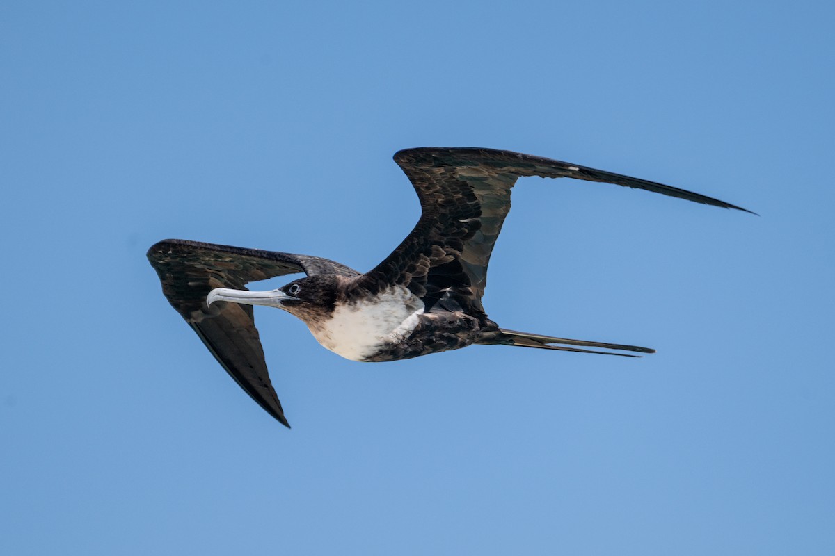 Great Frigatebird - ML638599639