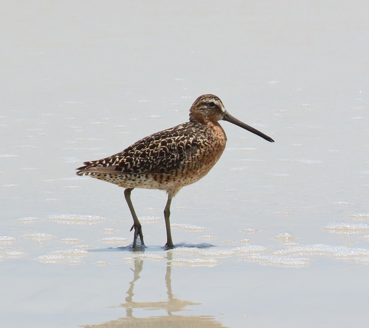 Short-billed Dowitcher - ML638599678