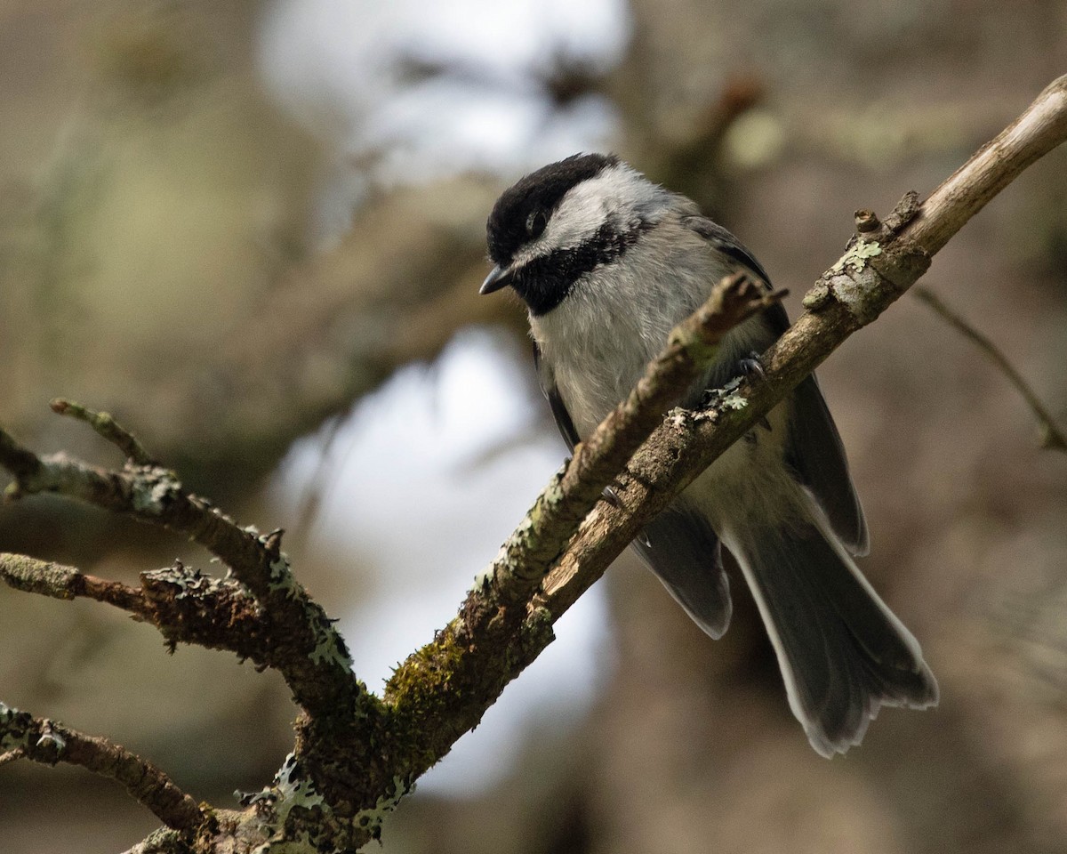 Black-capped Chickadee - ML638599689