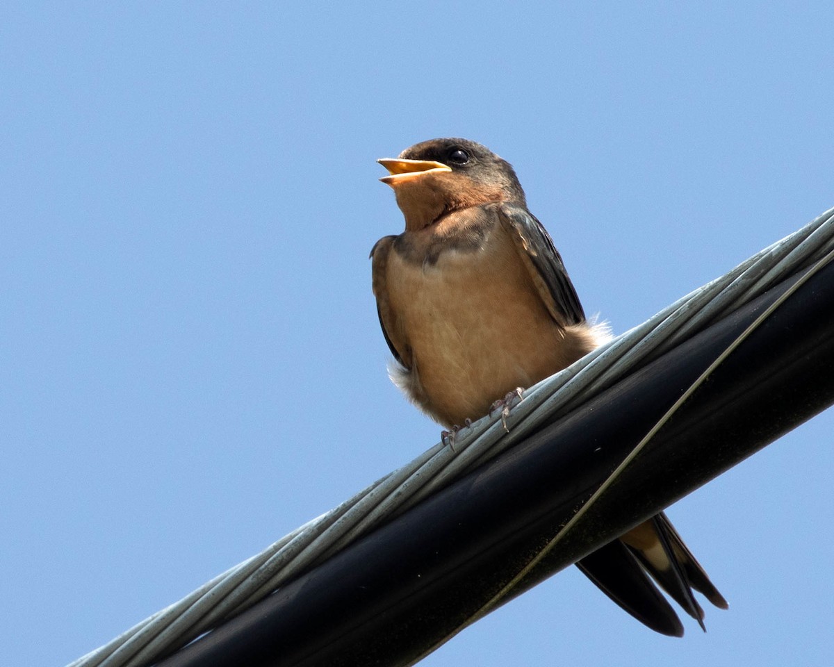 Barn Swallow - ML638599745
