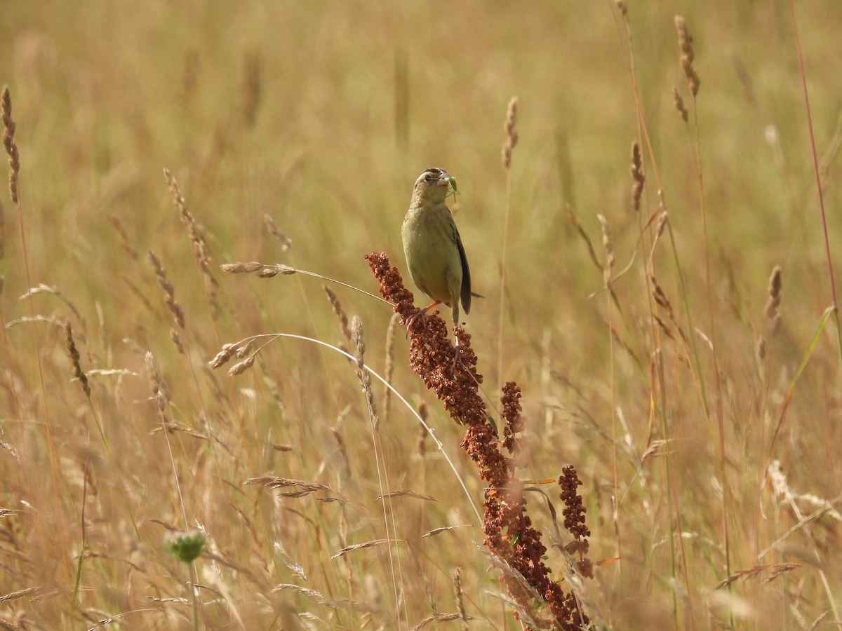Bobolink - ML638599769