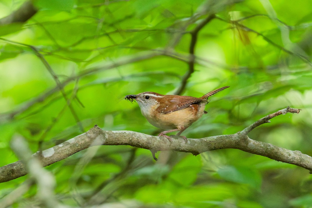 Carolina Wren - ML638599800