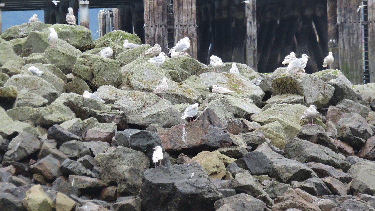 Short-billed Gull - ML63859981