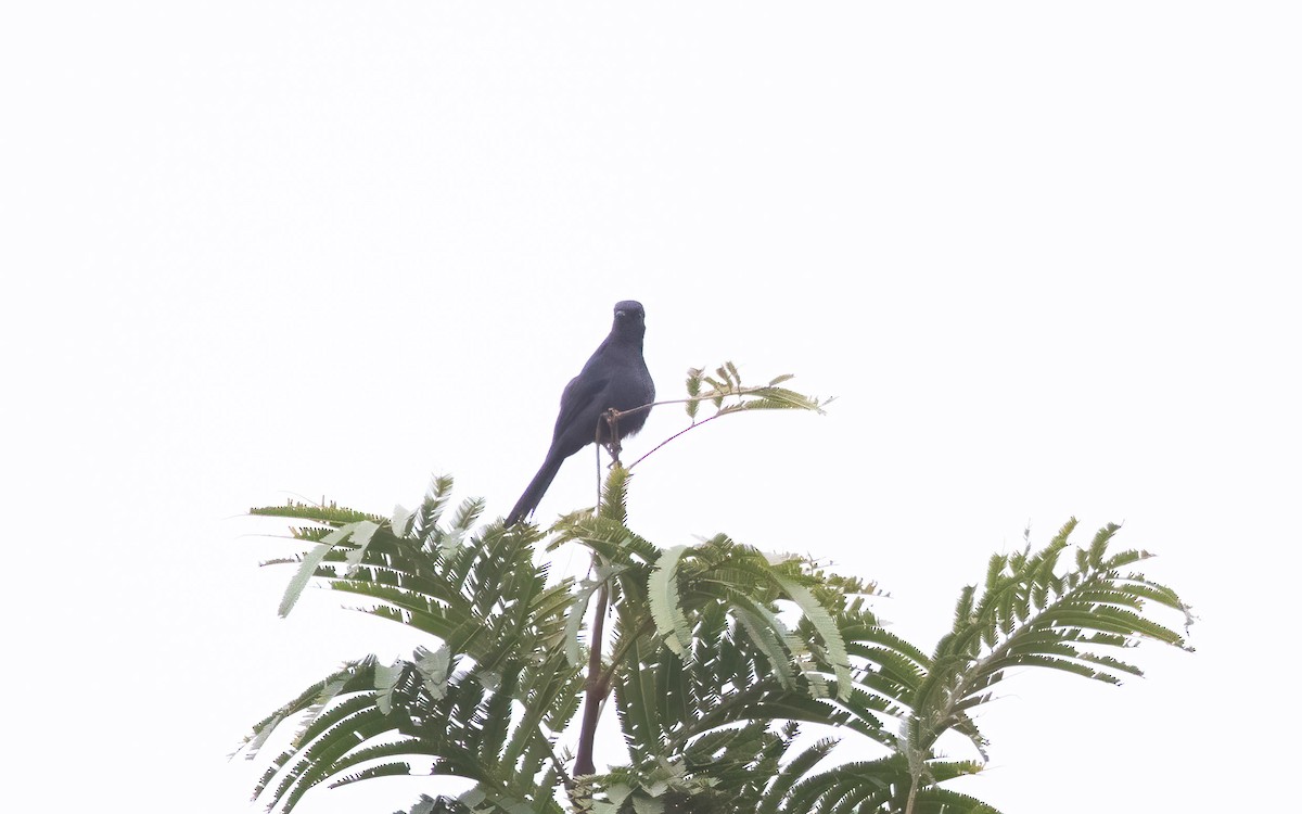 Northern Black-Flycatcher - ML638599810