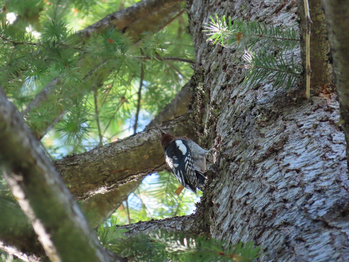 Red-breasted Sapsucker (daggetti) - ML638599881