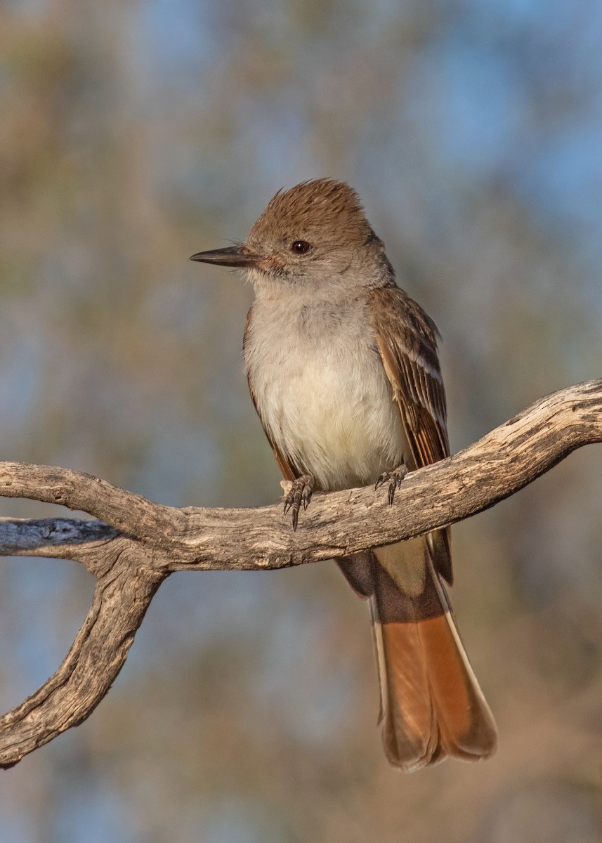 Ash-throated Flycatcher - ML638599892