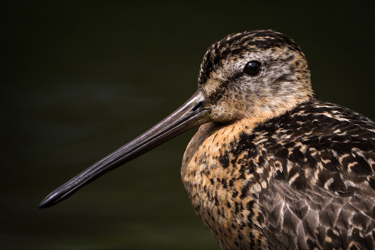 Short-billed Dowitcher - Sean Krepski