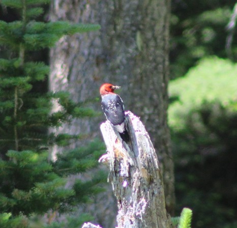Red-breasted Sapsucker - ML638599899