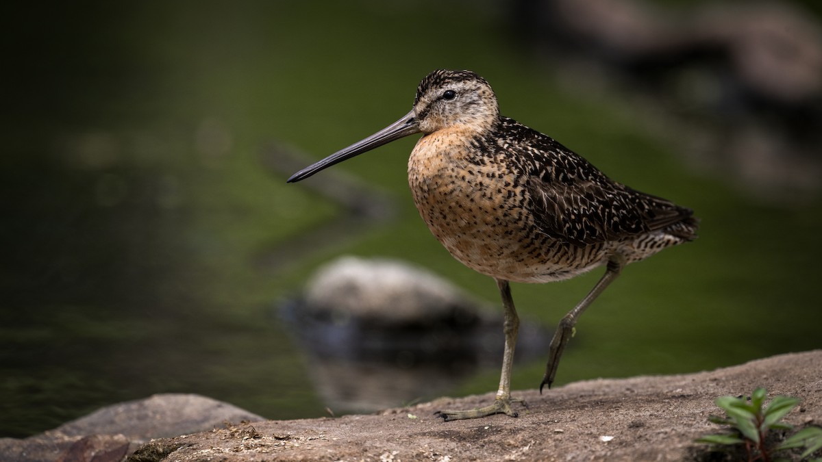Short-billed Dowitcher - ML638599900