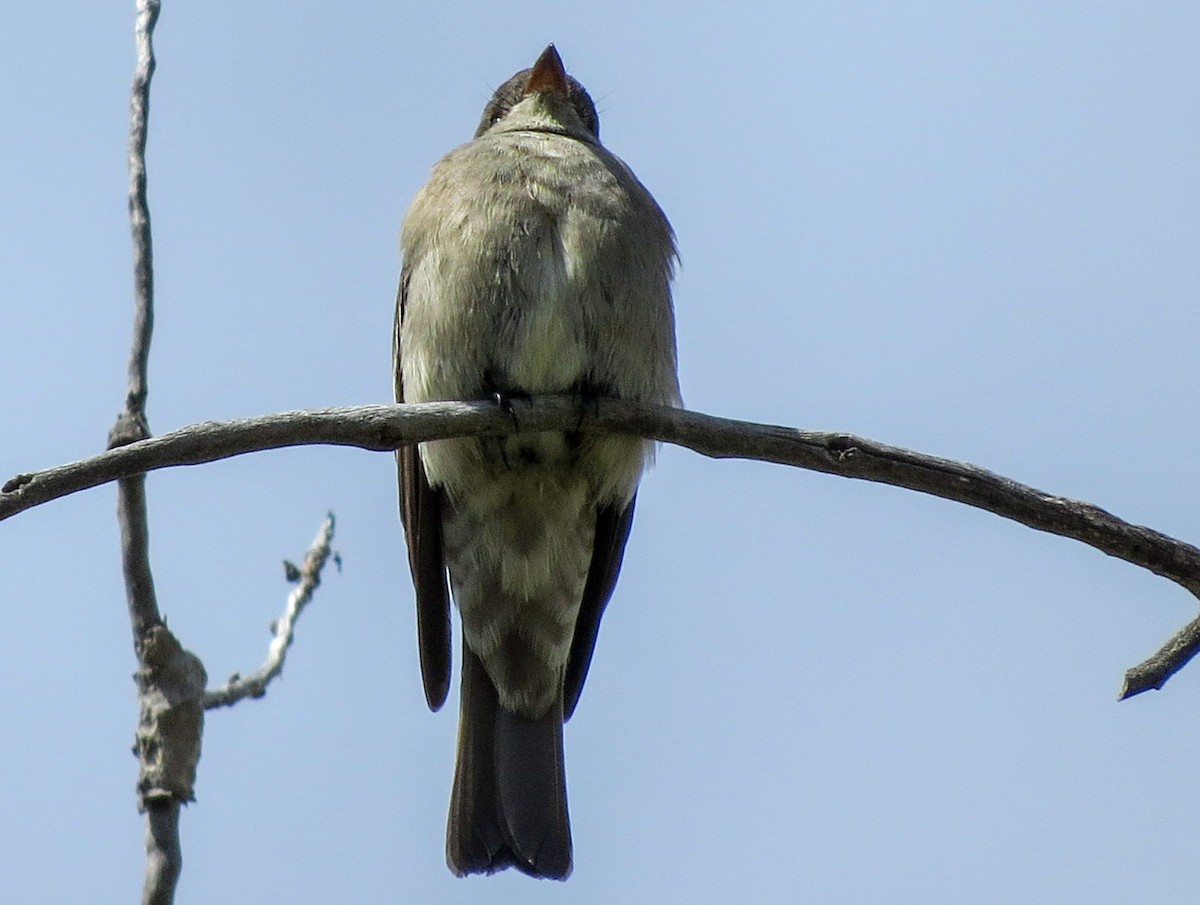 Western Wood-Pewee - ML638599910
