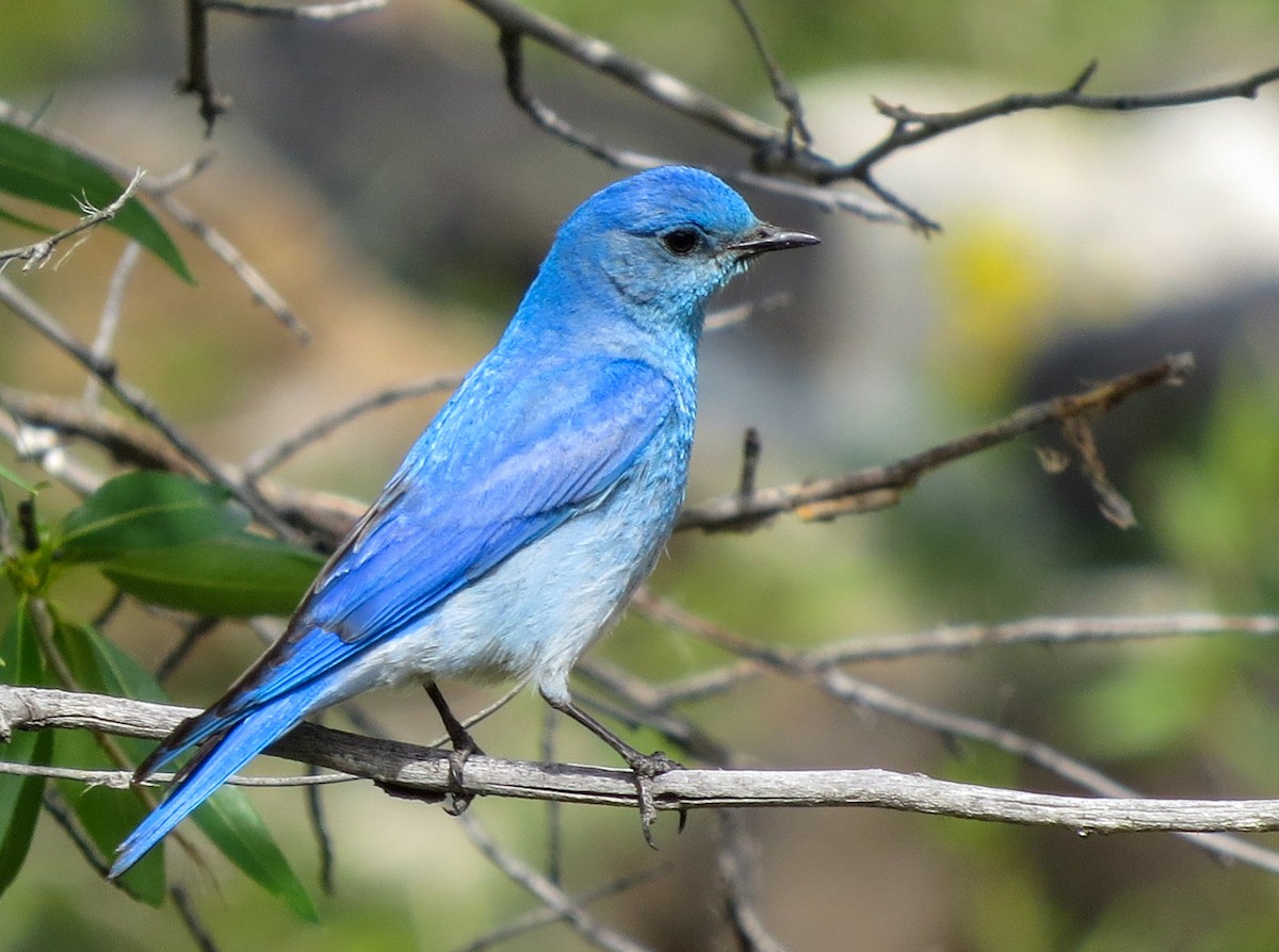 Mountain Bluebird - ML638599919
