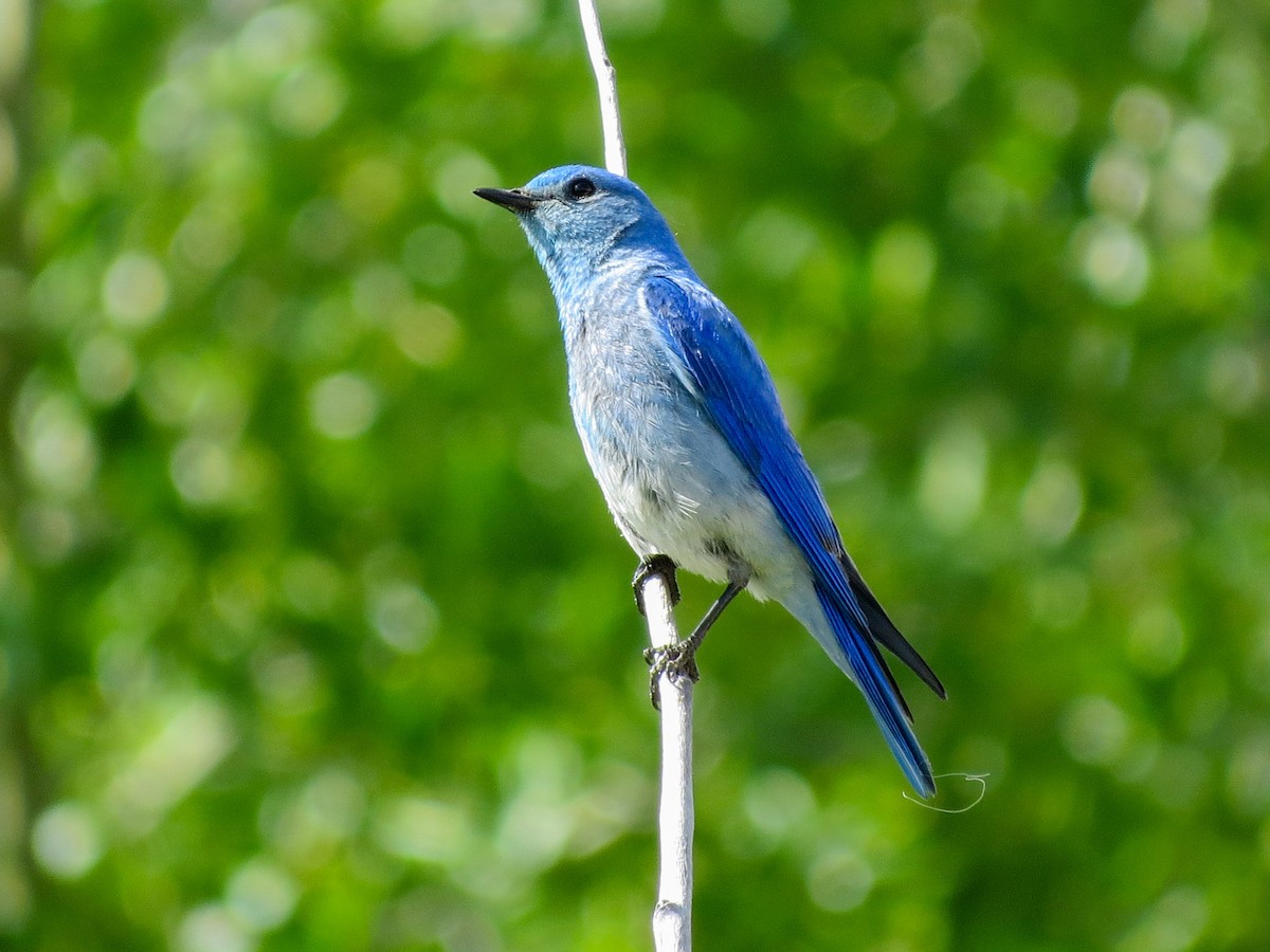 Mountain Bluebird - ML638599920