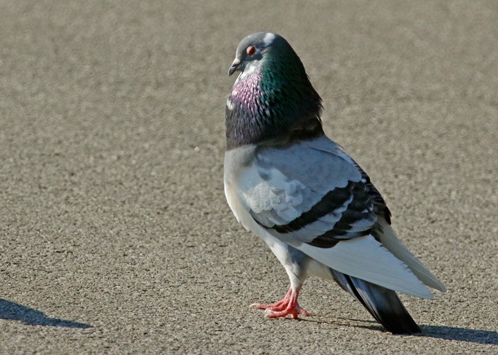 Pigeon biset (forme domestique) - ML638599924