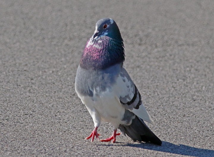 Pigeon biset (forme domestique) - ML638599932