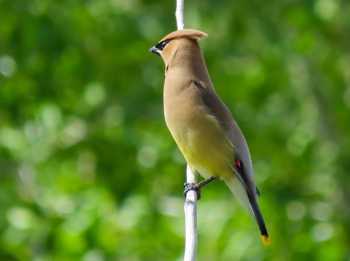 Cedar Waxwing - ML638599938