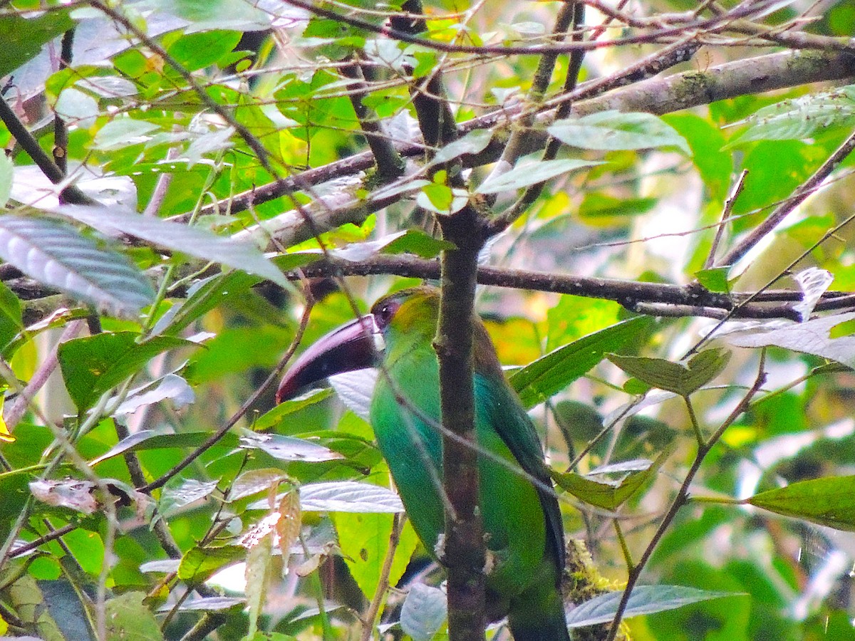 Crimson-rumped Toucanet - ML638599970