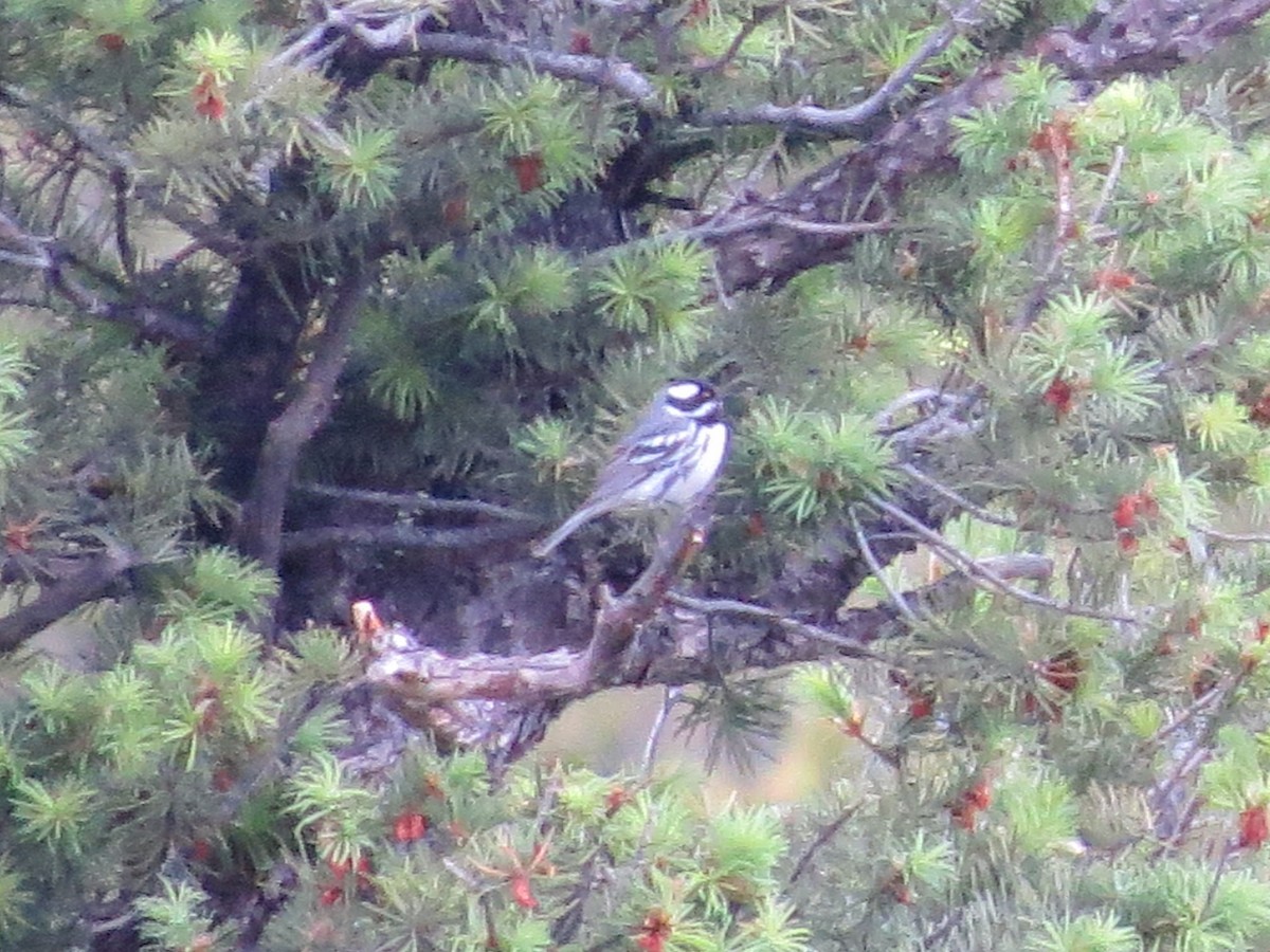 Black-throated Gray Warbler - ML638599972