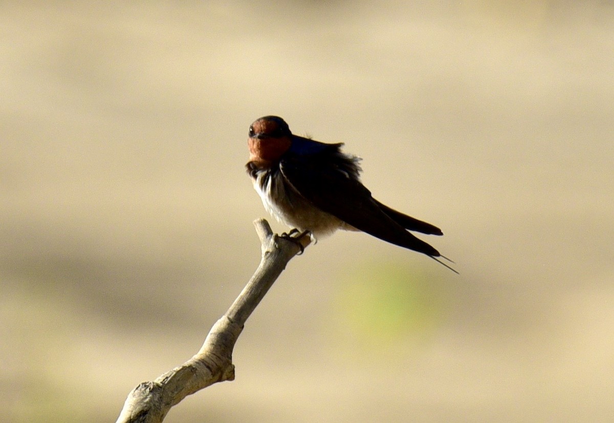 Welcome Swallow - ML638599981