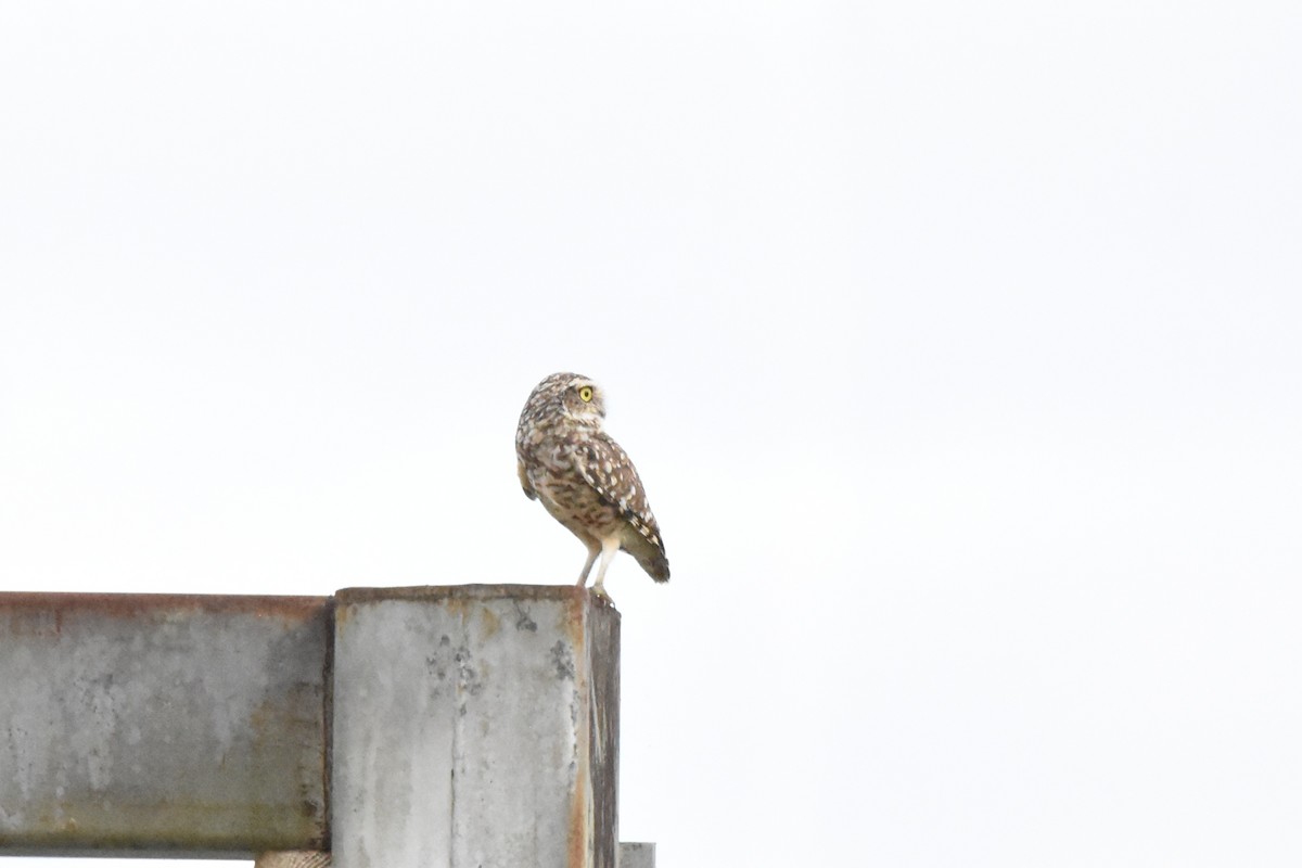 Burrowing Owl - ML638599998