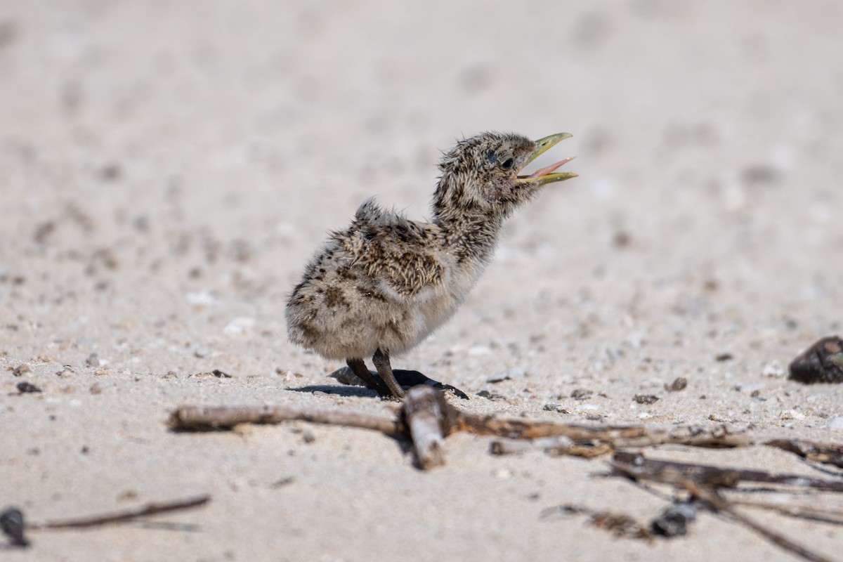 Great Crested Tern - ML638600008