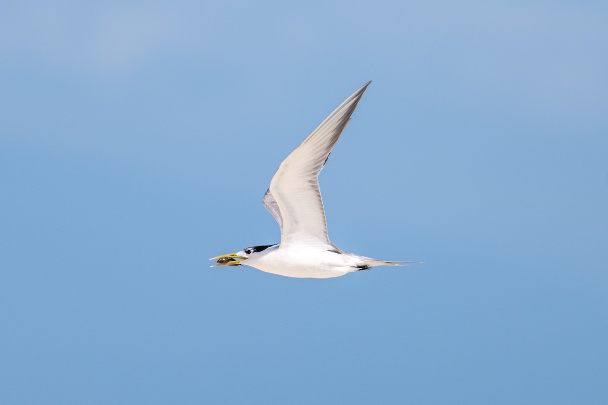 Great Crested Tern - ML638600009