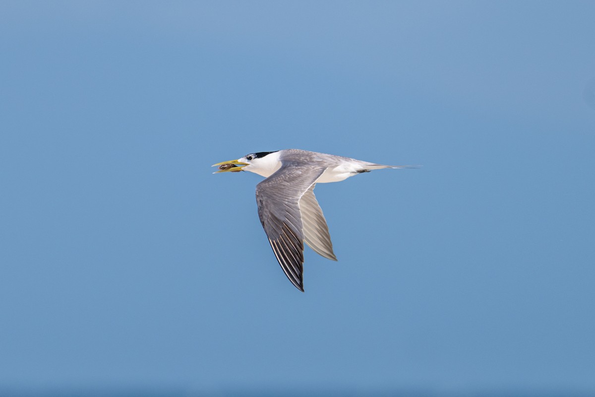 Great Crested Tern - ML638600010