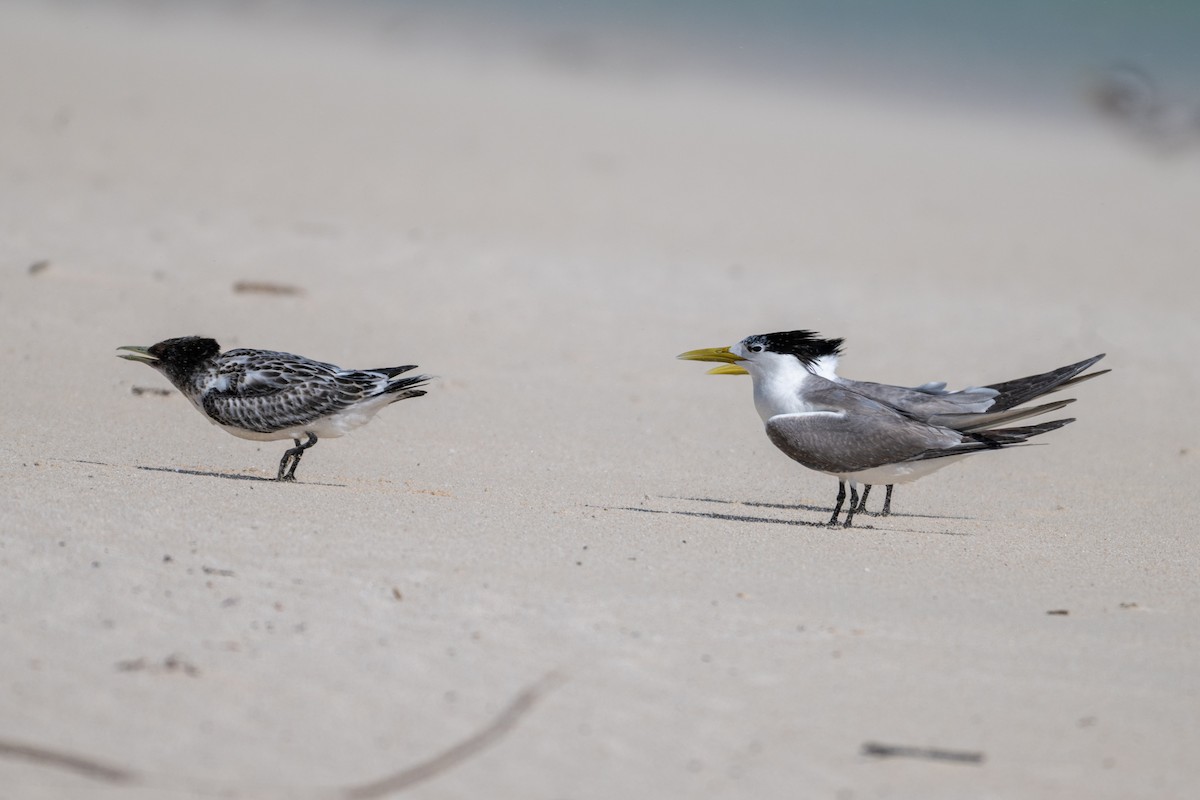 Great Crested Tern - ML638600011