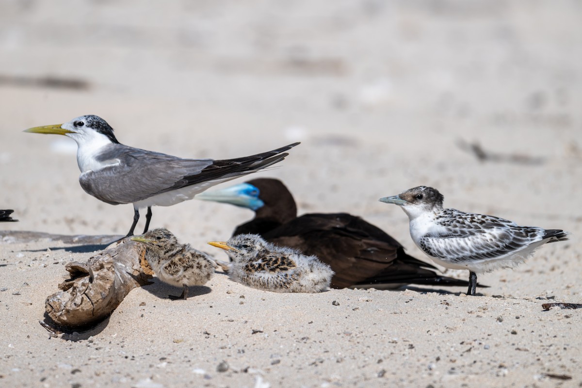 Great Crested Tern - ML638600013
